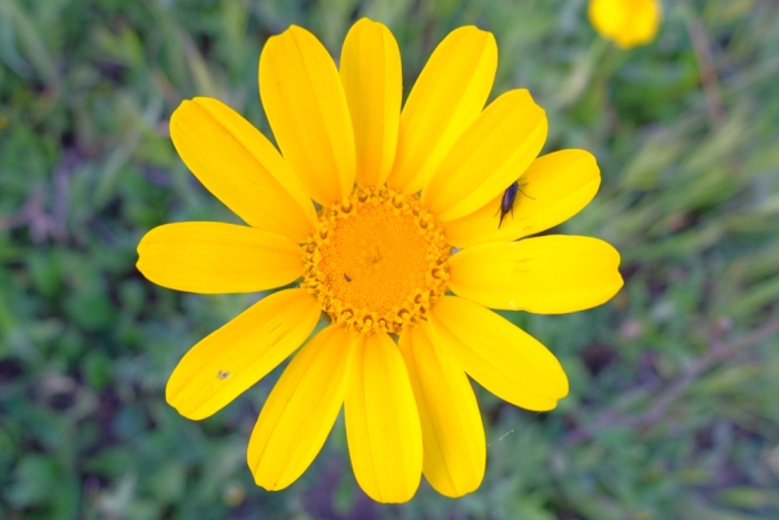 yellow flower (wild chrysanthemum)