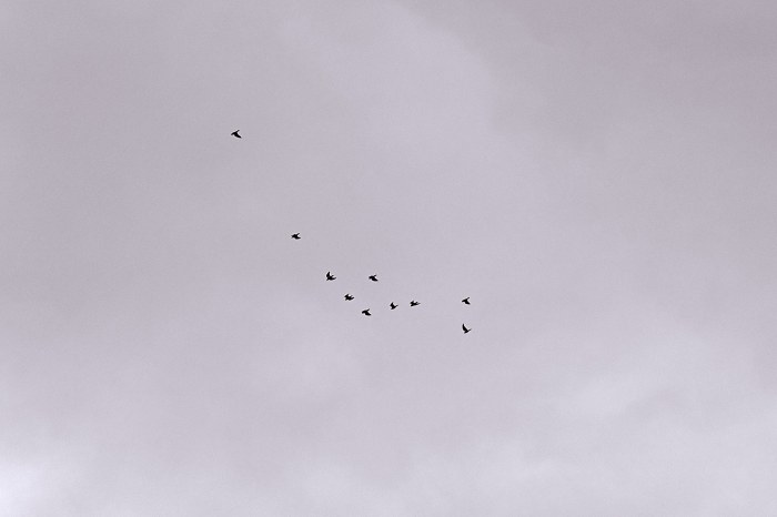 Birds flying in formation